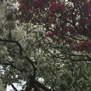 Meet your Posher, Callie